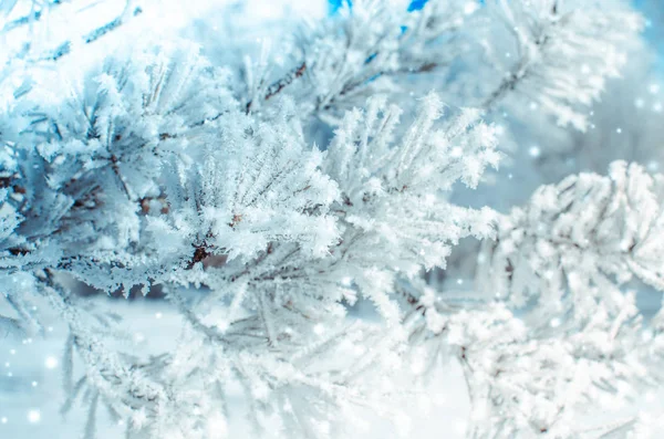 Κατεψυγμένα Καλυμμένα Χιόνι Και Τον Παγετό Κλαδί Δέντρου — Φωτογραφία Αρχείου