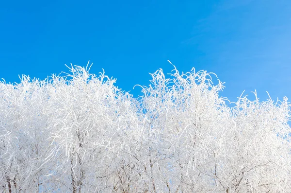 Καλυμμένα Χιόνι Και Τον Παγετό Κλαδιά Δέντρων Την Ημέρα Ψυχρός — Φωτογραφία Αρχείου