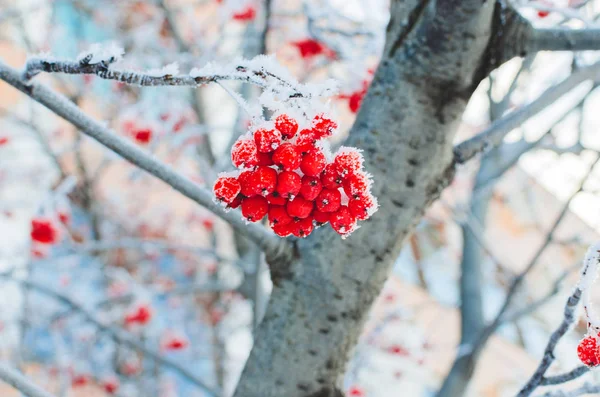 覆盖着白霜和雪的山灰浆果和枝条 — 图库照片