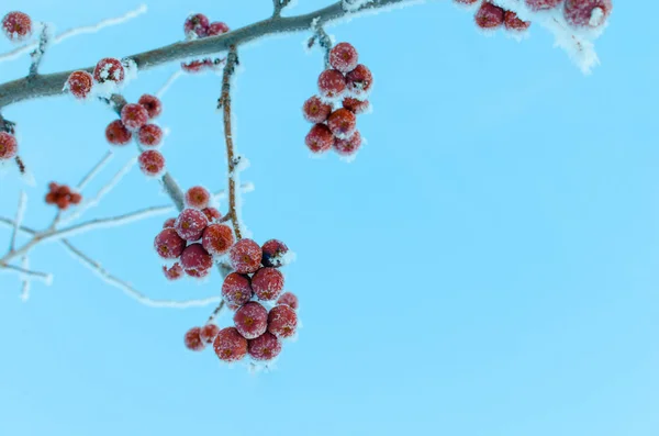 苹果树的果实 在寒冷的早晨 Ranetki 覆盖着雪和霜 — 图库照片