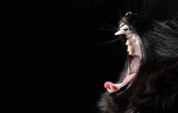 Gato preto com presas brancas no fundo preto bocejo abriu a boca . — Fotografia de Stock
