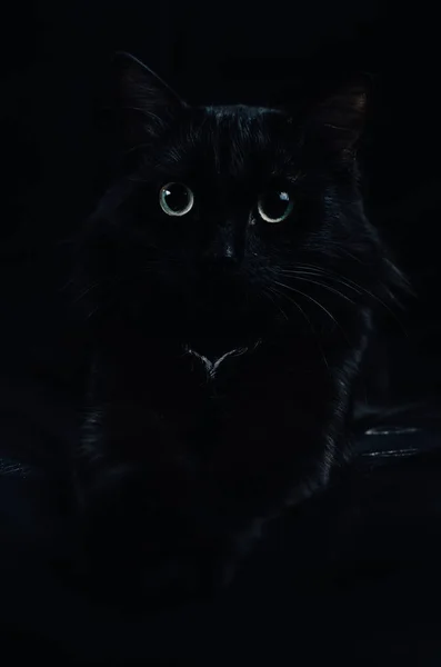 Hermoso gato negro con grandes ojos sobre un fondo negro se encuentra con las patas extendidas . — Foto de Stock