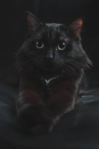Hermoso gato negro con grandes ojos sobre un fondo negro se encuentra con las patas extendidas . —  Fotos de Stock