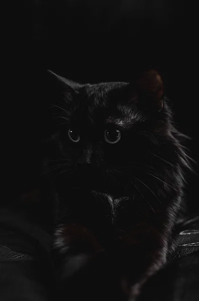 Hermoso gato negro con grandes ojos sobre un fondo negro se encuentra con las patas extendidas . —  Fotos de Stock