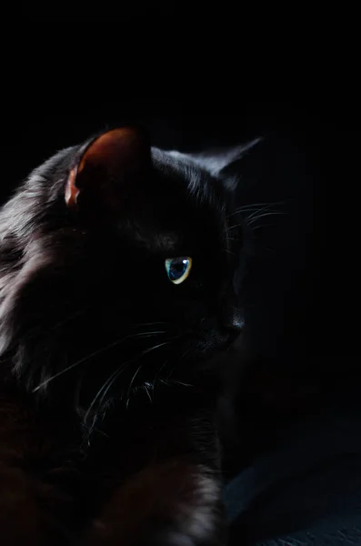 Gato preto bonito com olhos brilhantes no fundo preto assistindo . — Fotografia de Stock
