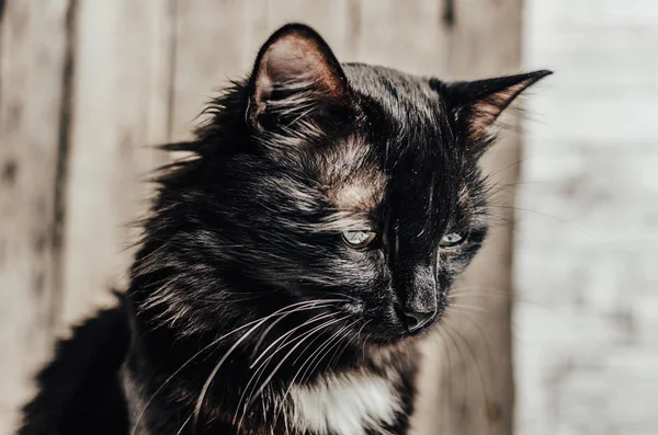 Triste, sem-teto gato preto desgrenhado . — Fotografia de Stock