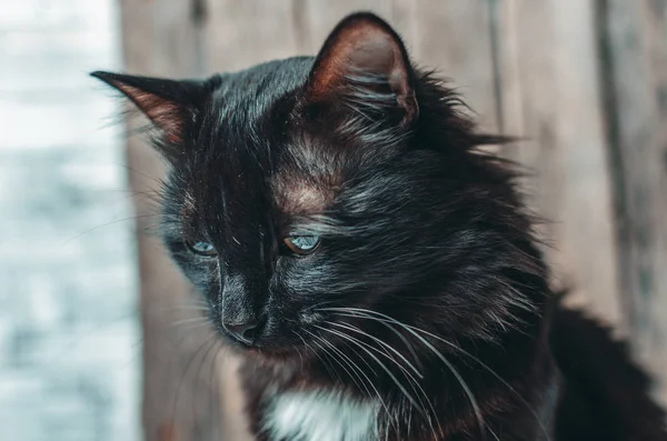 Ledsen, hemlös Shaggy svart katt. — Stockfoto
