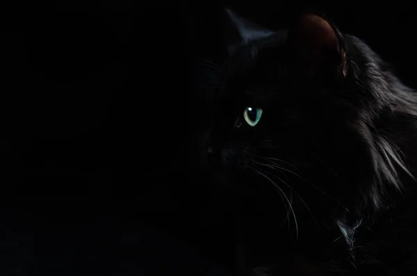 Zwarte mooie kat op zwarte achtergrond met heldere ogen. — Stockfoto
