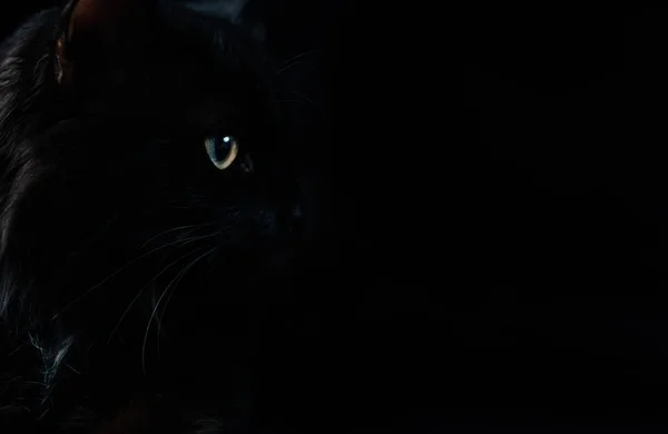 Μαύρη όμορφη γάτα σε μαύρο φόντο με φωτεινά μάτια. — Φωτογραφία Αρχείου
