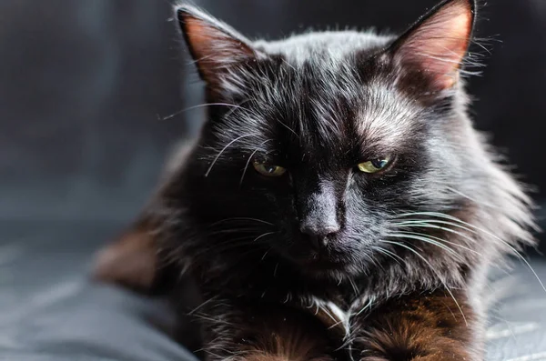 Siyah bir arka planda siyah bir kediye kurnaz, yırtıcı ve tehlikeli bir görünüm. — Stok fotoğraf