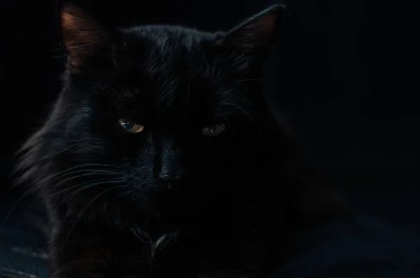 Cunning, predatory and dangerous look of a black cat on a black background. — Stock Photo, Image