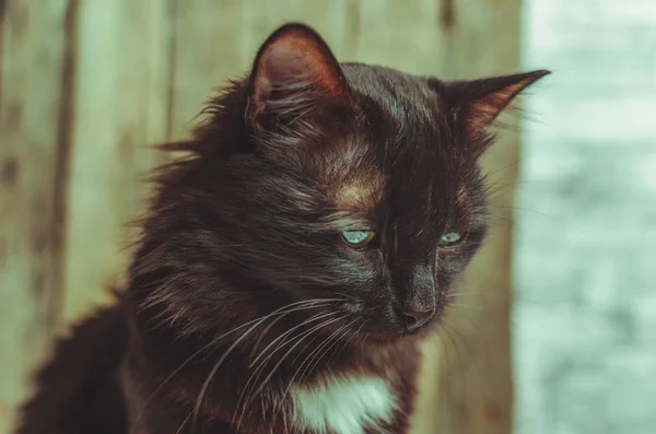 Sad, homeless shaggy black cat. — Stock Photo, Image