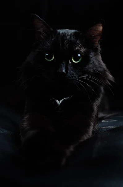Piękny czarny kot z dużymi oczami na czarnym tle leży z wyciągniętymi łapami. — Zdjęcie stockowe