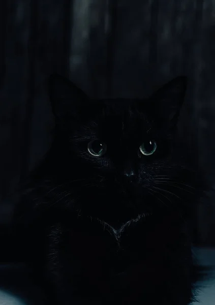 Красивая черная кошка с большими глазами на черном фоне лежит с протянутыми лапами . — стоковое фото