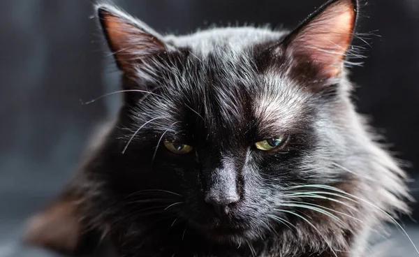 Aspecto astuto, depredador y peligroso de un gato negro sobre un fondo negro . — Foto de Stock