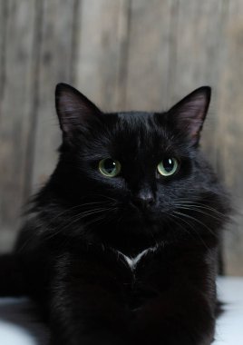 Güzel siyah kedi ahşap bir arka planda yatıyor.