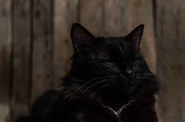 Спящая красивая черная кошка на деревянном фоне . — стоковое фото