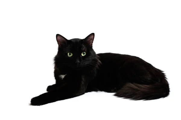 Брехня красива чорна кішка на білому тлі . — стокове фото