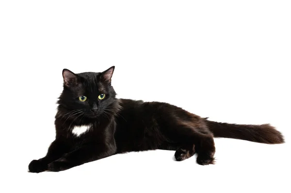 Lying beautiful black cat on a white background,isolate. — Stock Photo, Image