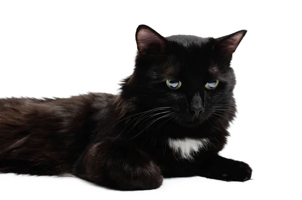 Ξαπλωμένη όμορφη μαύρη γάτα σε λευκό φόντο, απομόνωσε. — Φωτογραφία Αρχείου