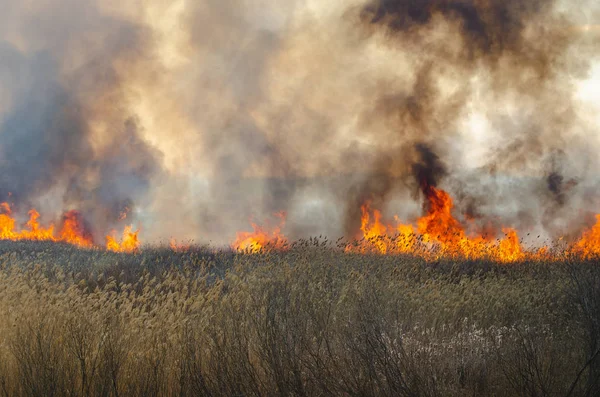 Огонь и дым, трава и камыш в огне. Черный дым . — стоковое фото