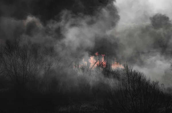 Strong fire and smoke, grass and reeds in flames.Black smoke. — Stock Photo, Image