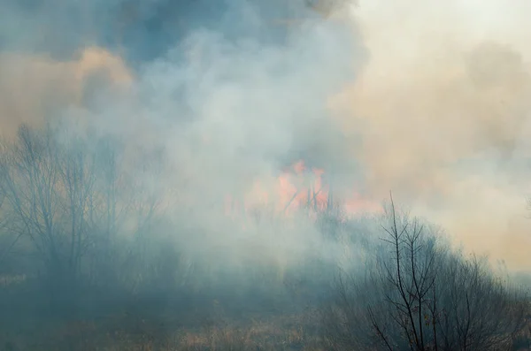 Silny ogień i dym, trawa i stroiki w płomieniach. Czarny dym. — Zdjęcie stockowe
