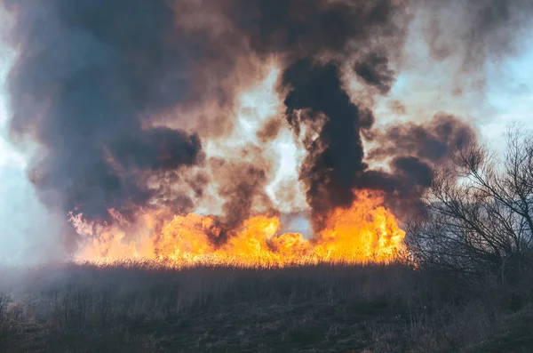 Silny ogień i dym, trawa i stroiki w płomieniach. Czarny dym. — Zdjęcie stockowe