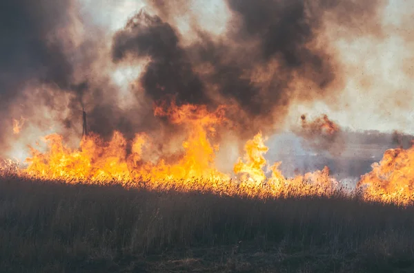 Güçlü ateş ve duman, çimenler ve sazlıklar alevler içinde. Siyah duman. — Stok fotoğraf