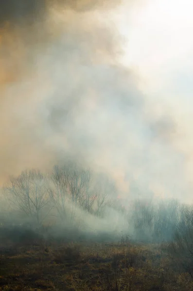 Silny ogień i dym, trawa i stroiki w płomieniach. Czarny dym. — Zdjęcie stockowe