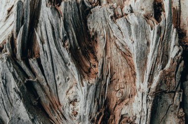 Eski, düşmüş bir ağacın dokusu. Ahşap arka plan.