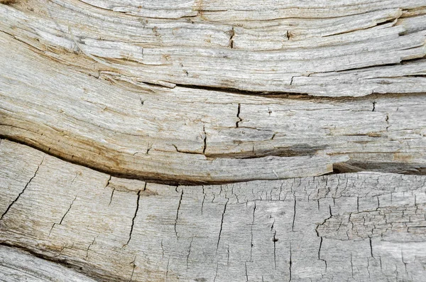Texture of an old, fallen tree.Wood background. — Stock Photo, Image