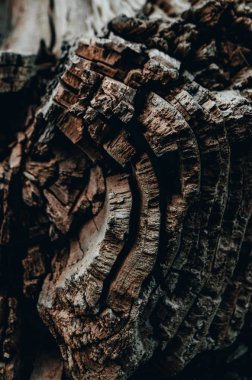 Eski düşmüş bir ağacın arka planı, yıllık yüzükler.