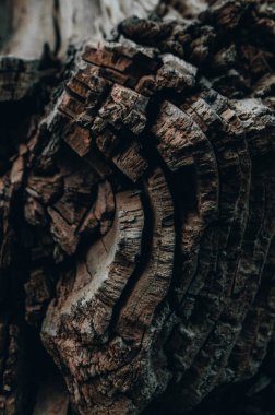 Eski düşmüş bir ağacın arka planı, yıllık yüzükler.