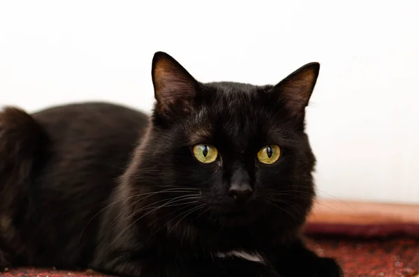 Gato preto bonito com olhos grandes e verdes em um fundo claro . — Fotografia de Stock