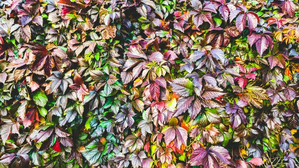 Sonbaharda farklı renk tonlarında yabani üzüm yaprakları parıldıyor. — Stok fotoğraf