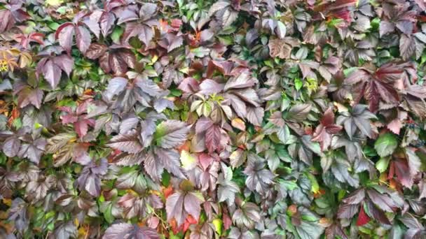 Background Bright Leaves Wild Grapes Swaying Wind Cloudy Autumn Day — Stock Video