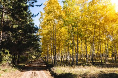 Birch koruluğu ve çam ormanı, ılık bir sonbahar gününde bir yol ile ayrılır..