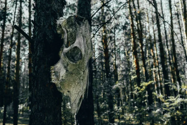 Un vieux crâne de cheval pend dans une pinède sur un arbre . — Photo