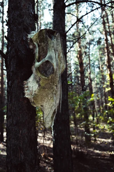 Ein alter Pferdeschädel hängt in einem Kiefernwald an einem Baum. — Stockfoto