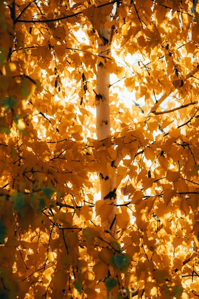 Желтые листья березы, сквозь которые осенью прорывается солнечный свет . — стоковое фото