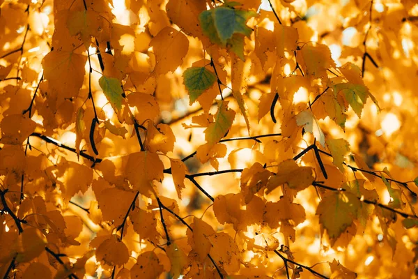 Yellow birch leaves through which sunlight breaks in the autumn. — Stock Photo, Image