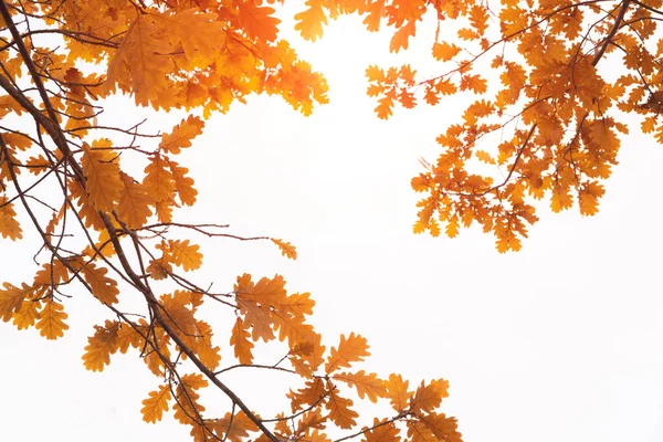 Дубовая ветвь с желтой листвы на белом фоне осенью . — стоковое фото