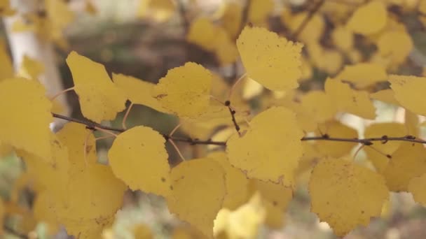 Birch Φθινόπωρο Δάσος Υποκατάστημα Κίτρινα Φύλλα Σημύδας Κοντά — Αρχείο Βίντεο