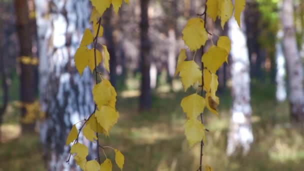 Bosque Otoño Abedul Rama Con Hojas Abedul Amarillo Cerca — Vídeos de Stock