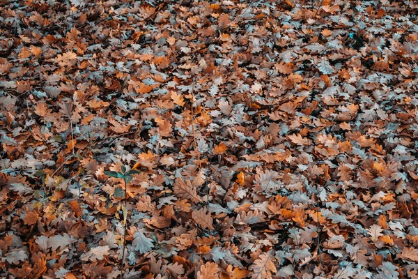 Fondo de hojas de roble caído en un día nublado de otoño . — Foto de Stock