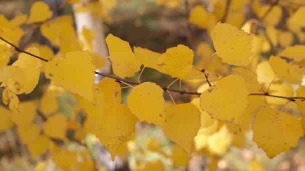 branche de bouleau d'automne arbre forestier avec des feuilles jaunes de bouleau 