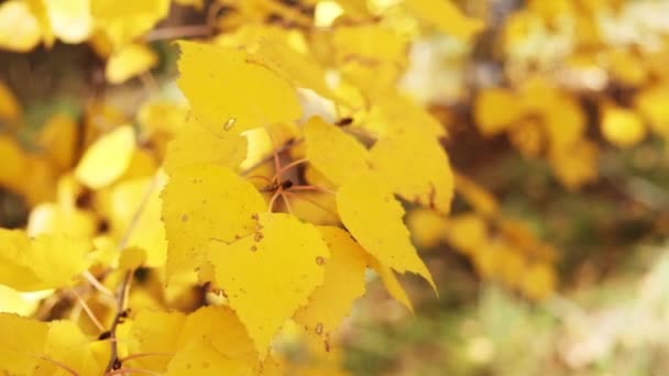 Sonbahar Huş Ağacı Dalında Sarı Huş Yaprakları — Stok video