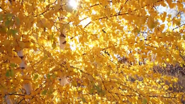 Berk Herfst Met Gele Bladeren Met Doordringende Zonnestralen — Stockvideo