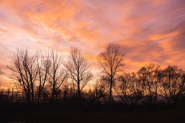 Silhuetas de árvores de outono no fundo de nuvens de pôr do sol noite brilhantemente coloridas . — Fotografia de Stock